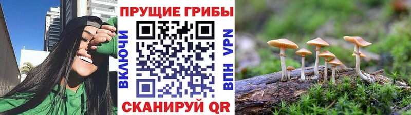 где можно купить   Тулун  Галлюциногенные грибы Magic Shrooms 